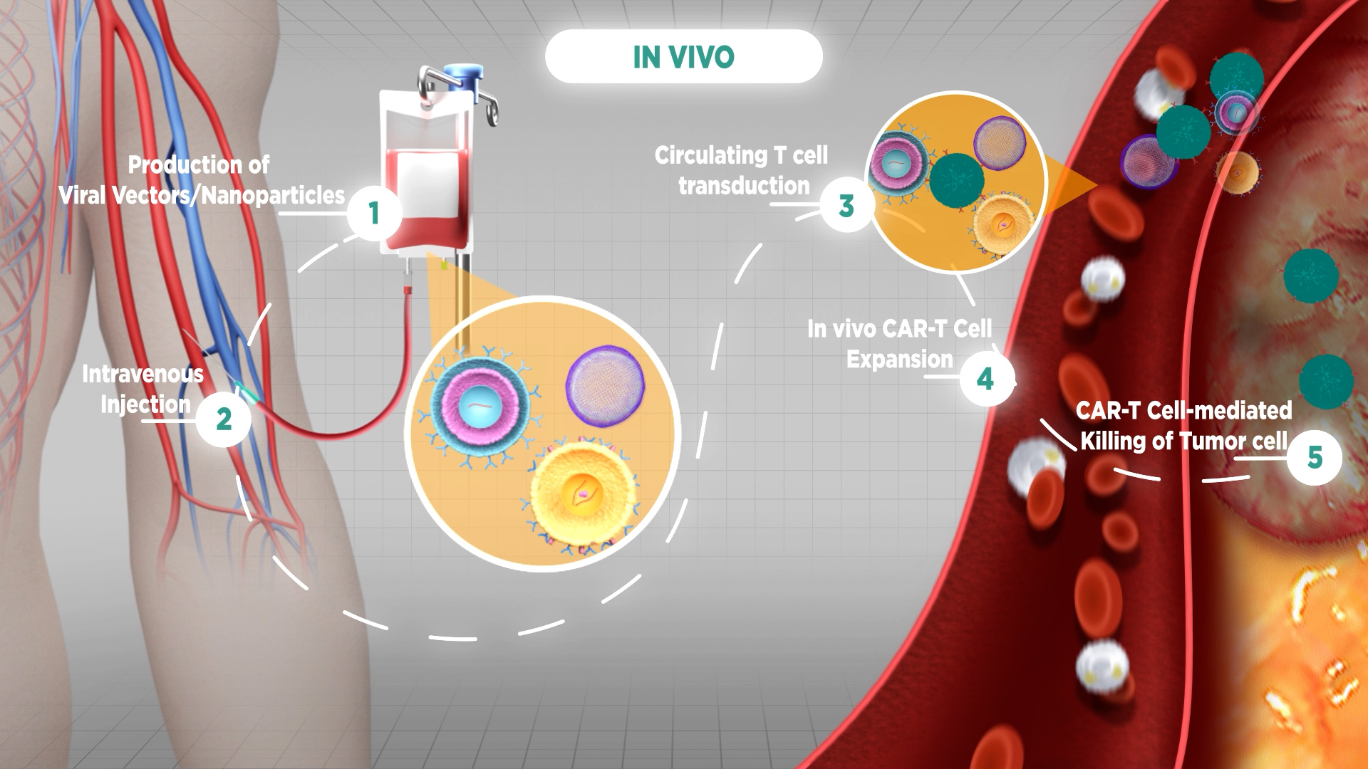 In Vivo CAR-T Cell Therapy Explained | Animated Schematic | CDI Studio